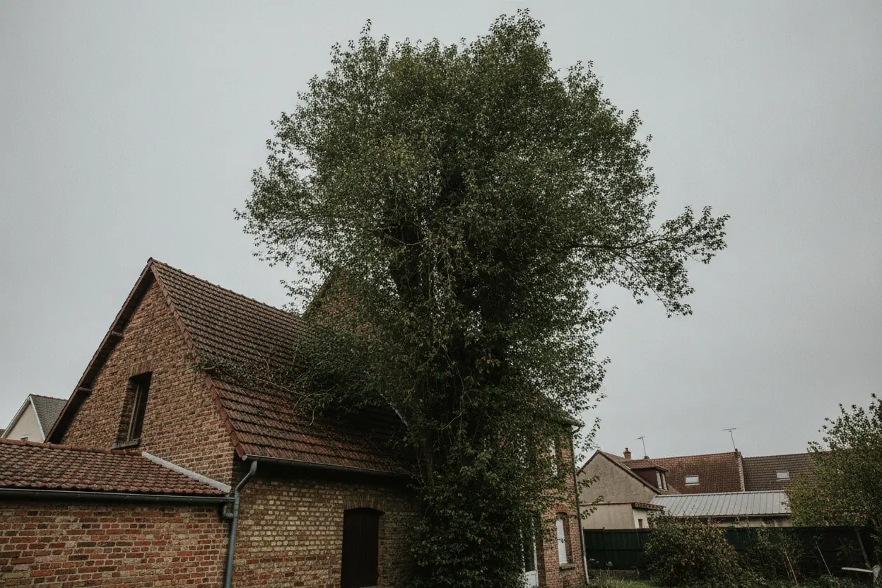 Marronnier en fond de jardin à Caen avec branches surplombant la toiture voisine